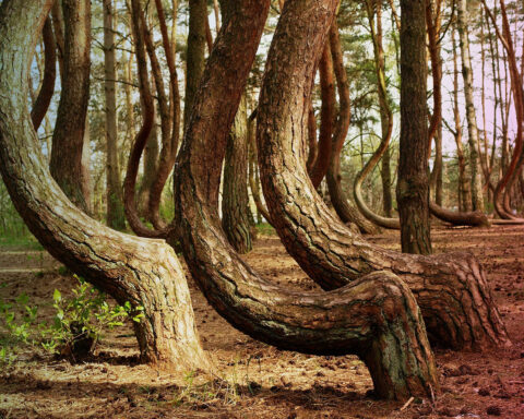 crooked trees in forest