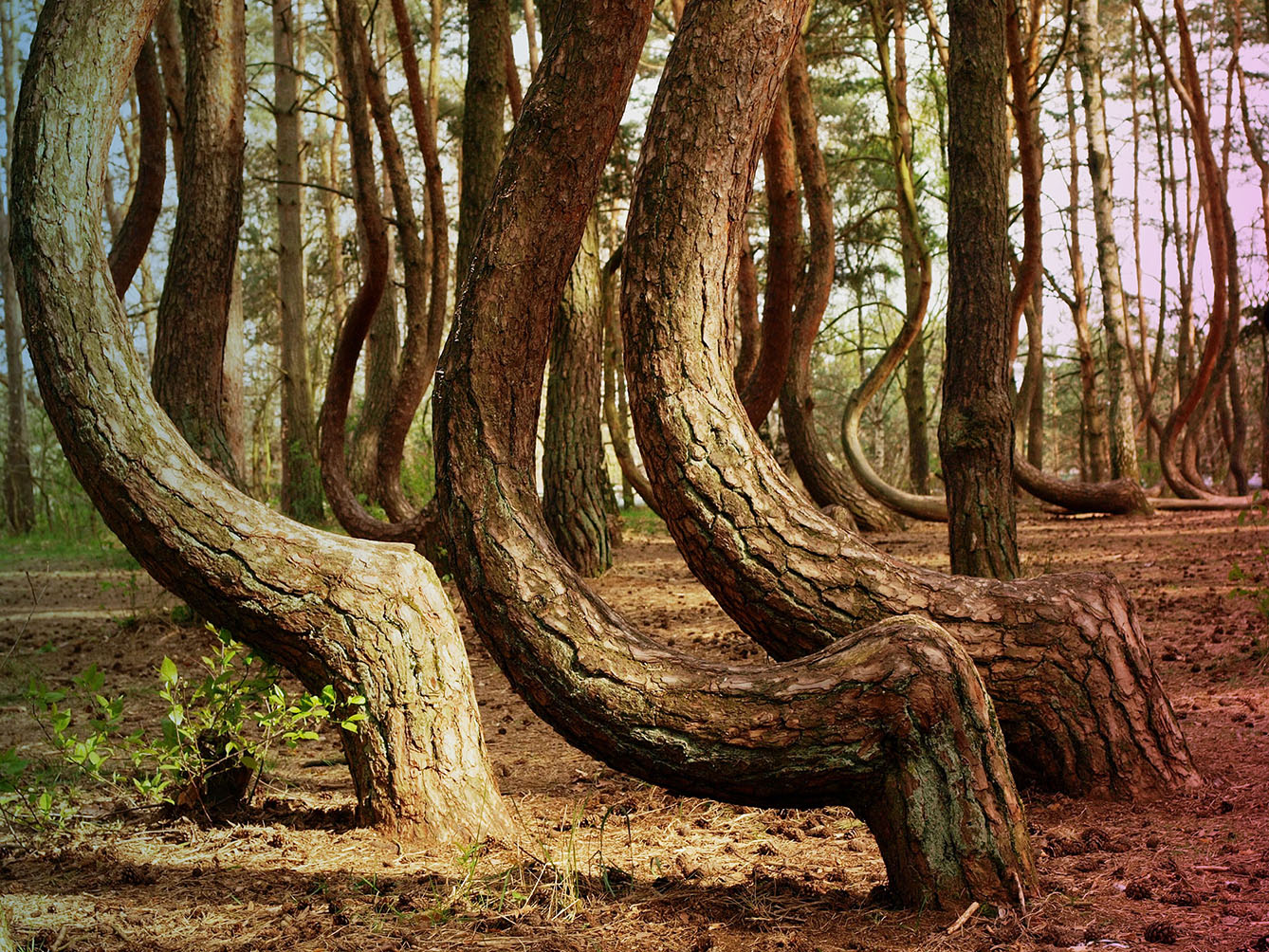 crooked trees in forest