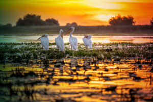 Danube Delta Romania pelicans at sunrise