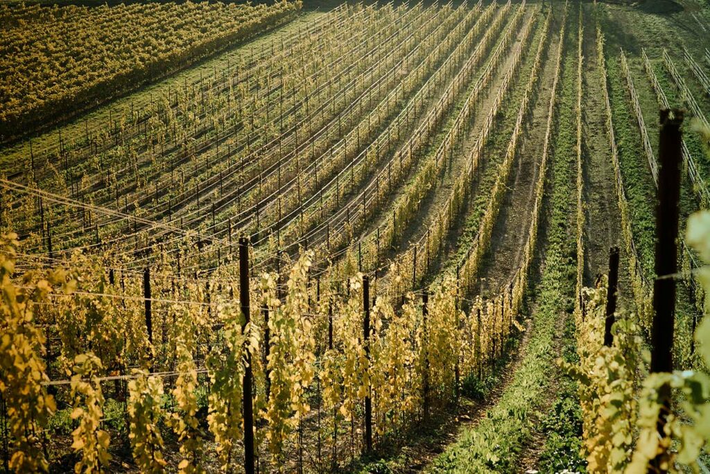 wine yard in Poland Europe