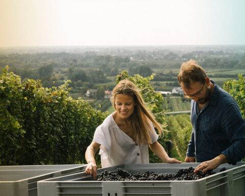 woman and man looking at the grapes in wine yard in Poland Europe