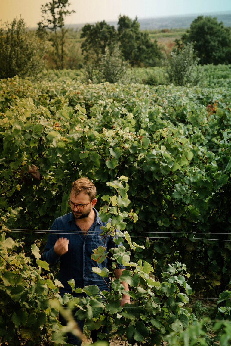 Winemaking and Poland The Perfect Pairing 3 Seas Europe