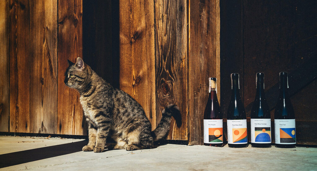wine in Poland cat sits next to bottles