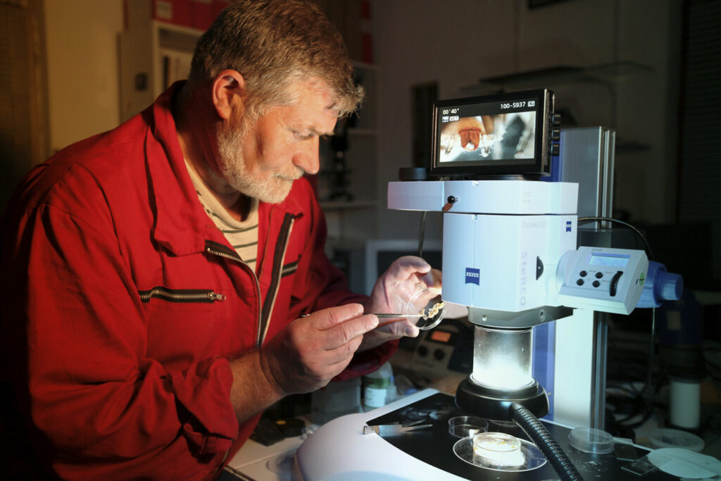 Cave research. Romanian geologist Cristian Lascu using a light microscope to study a spider found in Movile Cave. This cave, which is located close to Romania's Black Sea coast, was discovered by Lascu in 1986
