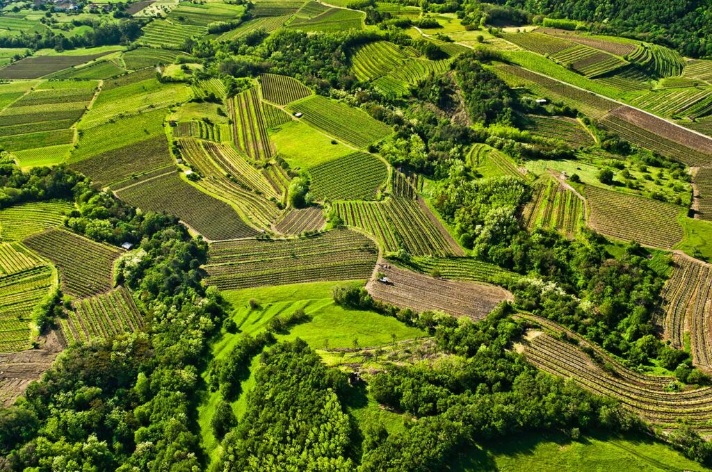 green Slovenia view of vineyard