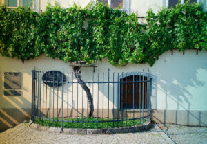 Maribor, Slovenia - August 6th 2015. The Old Vine, Stara Trta - at over 400 years old, this is the oldest living grape vine, and is one of Maribor's most popular tourist attractions.
