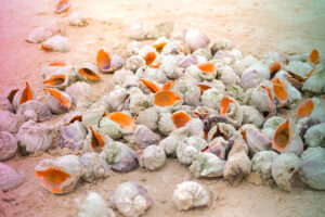 Many beautiful shells of rapan in the sand on the black sea coast