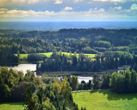 View of the forest from the highest Baltic mountain Suur-Munamagi