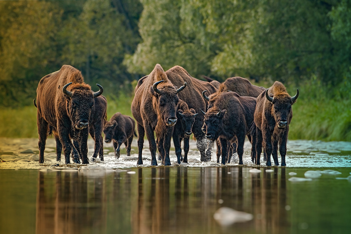 Herd of european bison, bison bonasus, crossing a river