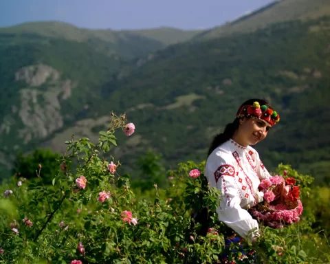 Bulgaria's rose production