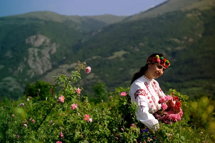 Bulgaria's rose production