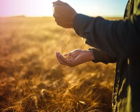The hands of a farmer close-up holding a handful of wheat grains in a wheat field. Copy space of the setting sun rays on horizon in rural meadow Close up nature photo Idea of a rich harvest