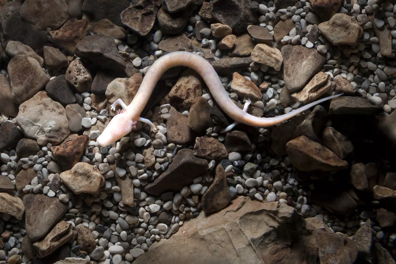 Olm Proteus anguinus