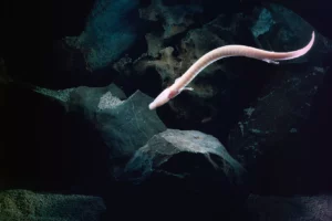 Olm Proteus anguinus swimming in cave