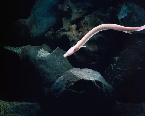 Olm Proteus anguinus swimming in cave