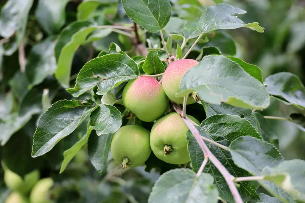 Apples growing on a tree in garden. Ripening fruits hanging on branch with leaves in summer