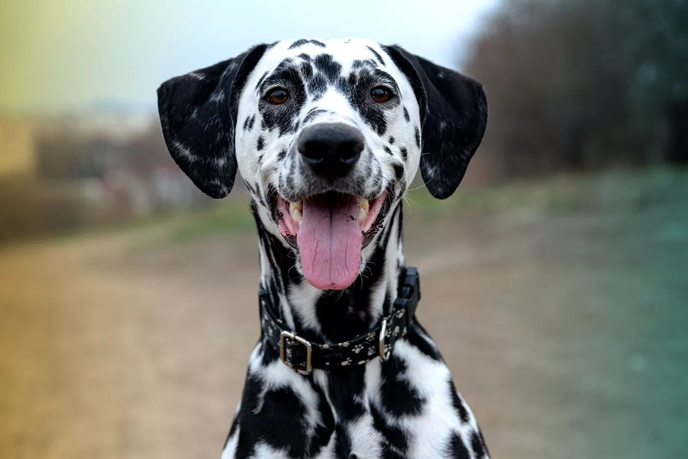 Portrait of a handsome young Dalmatian close-up