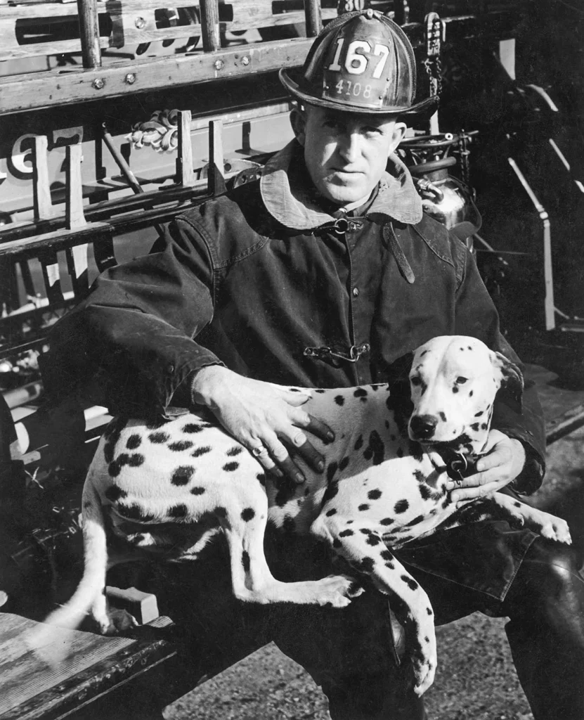 A New York Fire Department fireman sits on the running board of a fire truck with a Dalmatian in his lap