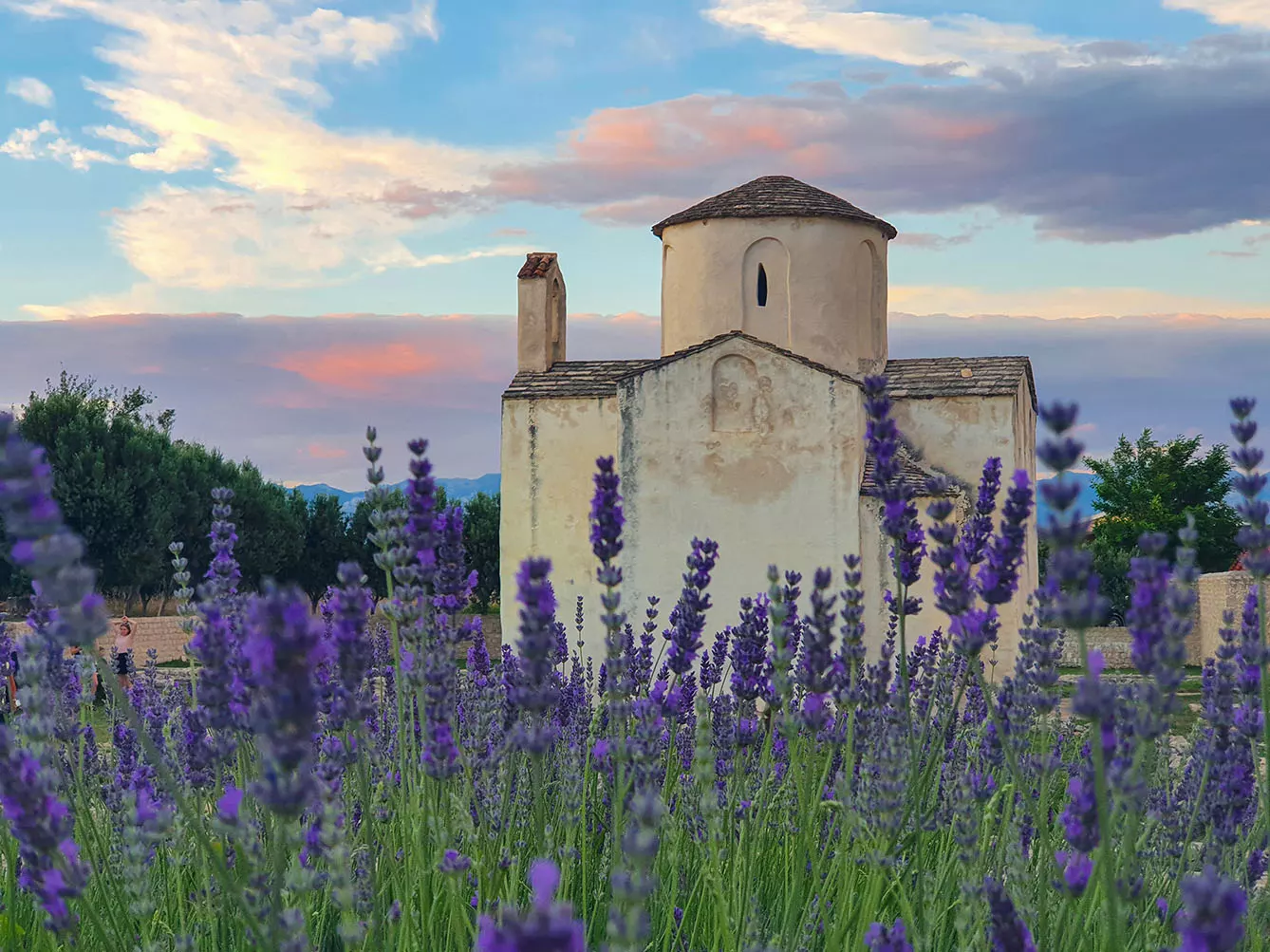 lavender field leads up to an ancient Roman church in Croatia