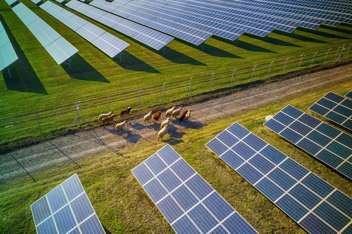 Landscape picture of a solar plant that is located inside a valley with sheep