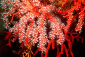red coral Corallium rubrum