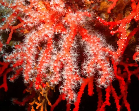 red coral Corallium rubrum
