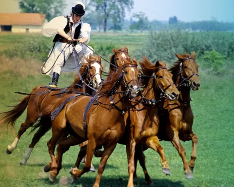 Csikos cowboy giving display of horsemanship skills