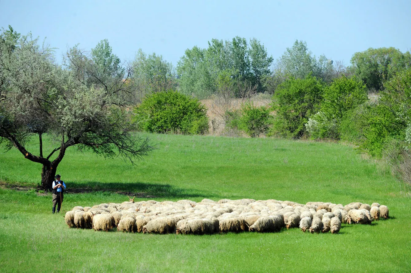 flock of longwool sheep in puszta