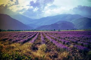 Beautiful big lavender field in Bulgaria with mountains in the background.Violet flowers blooming. Amazing nature shot