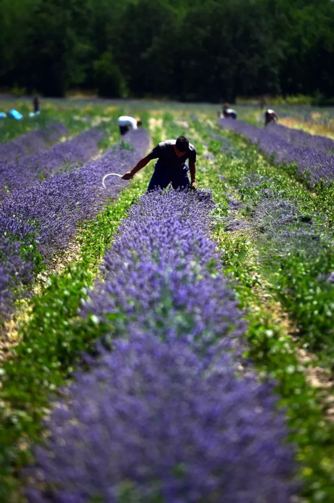 A man gathers lavender in a field near the village of Tarnichane in Bulgaria