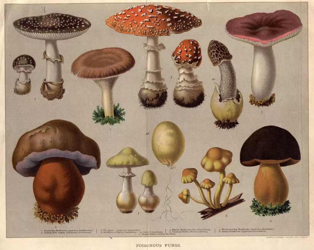 Species of poisonous fungi