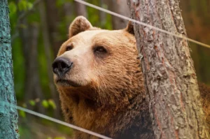 Bear in Belitsa Bear Sanctuary