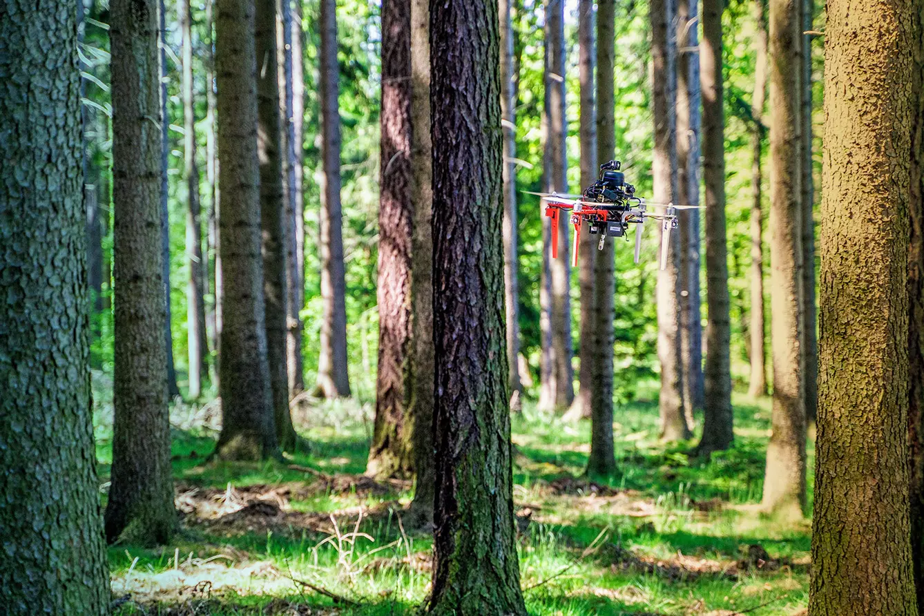 drone in forest