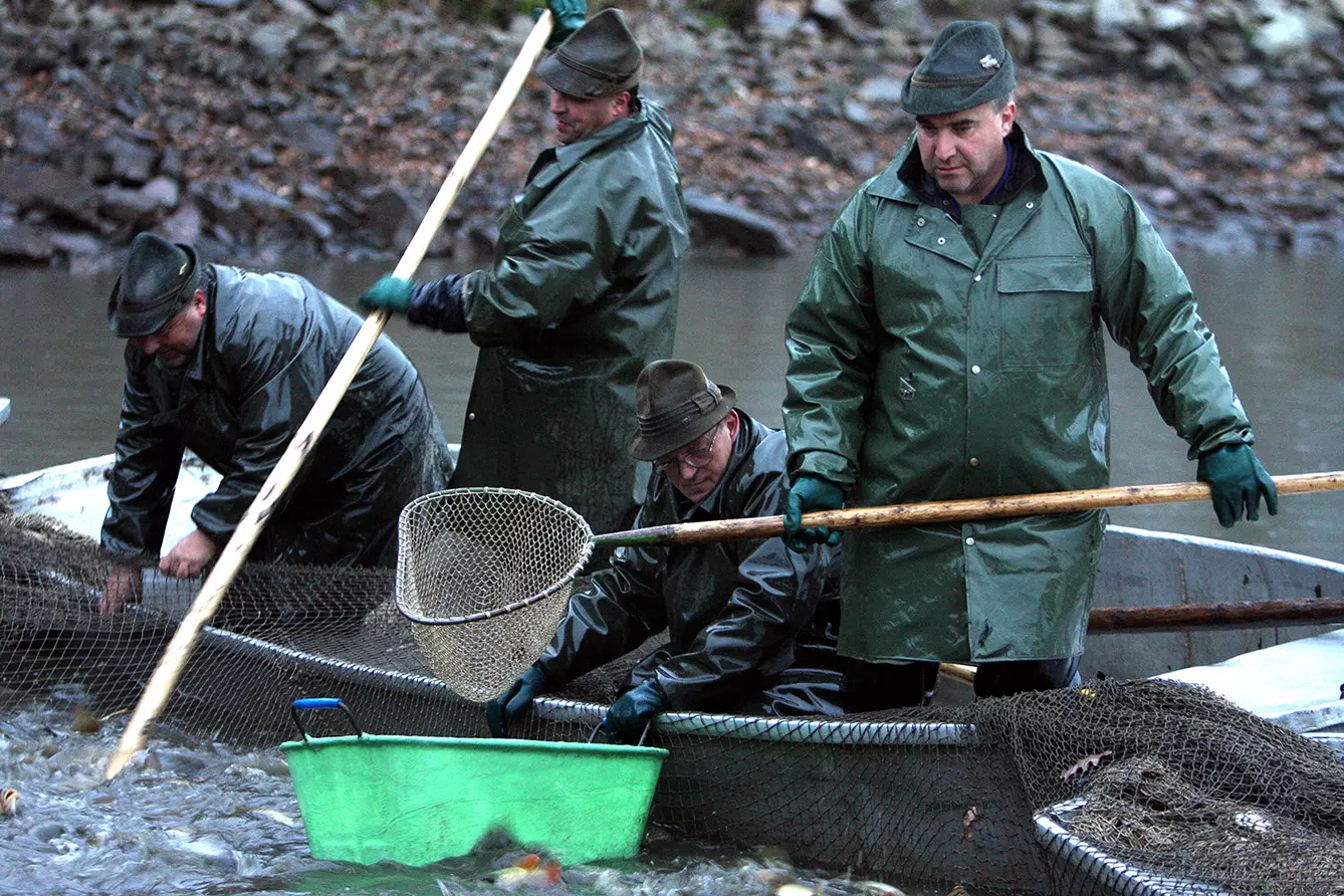 Autumn harvest of carps on Czech pond Rozmberk