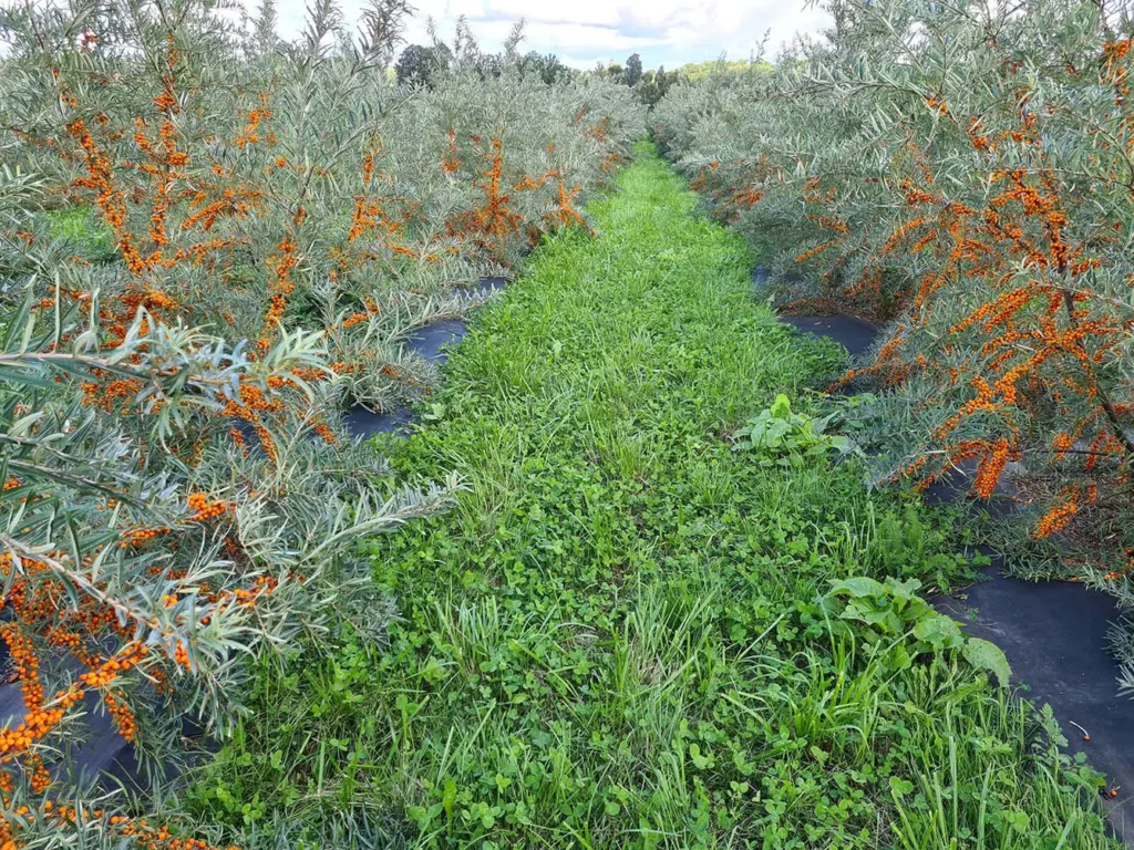 sea buckthorn