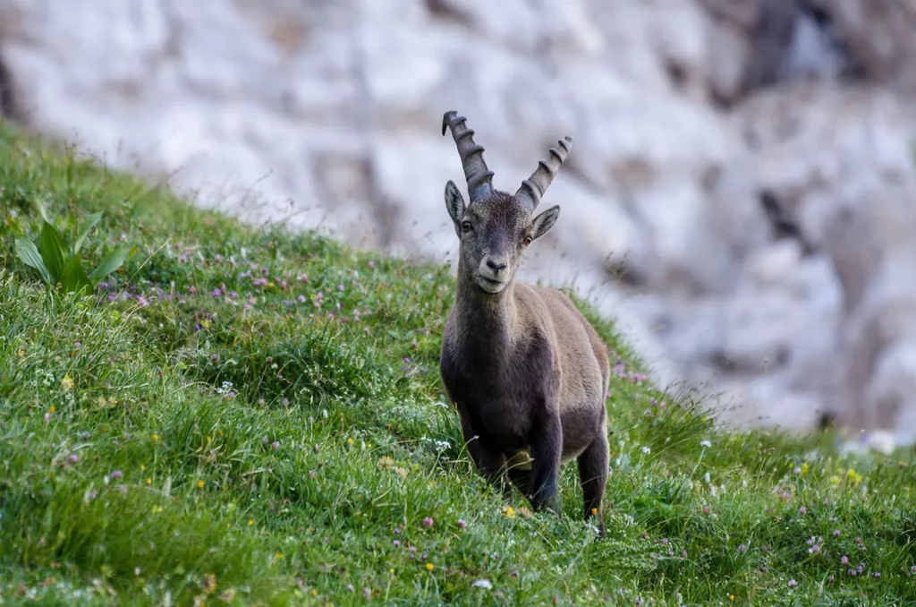 Alpine ibex grazing