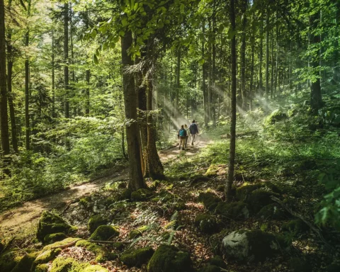 Hiking in forest