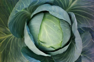 Head of white cabbage closeup shoot