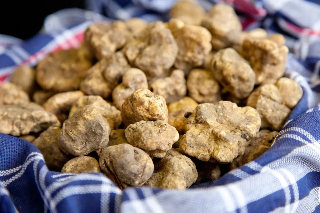 White truffles in a blue checked cloth