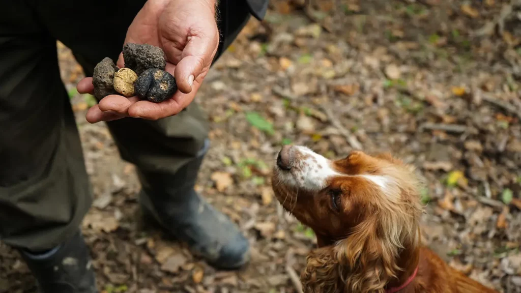 A man holding truffles mushrooms in front of a dog