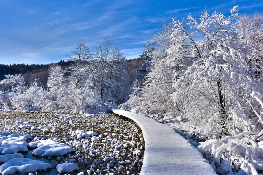 A snow-covered wooden path in the forest against vibrant blue sky. Plitvice Lakes National Park in winter
