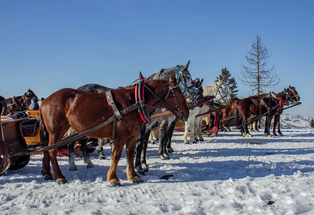 winter sleigh ride