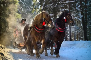 winter sleigh ride in Beskid Żywiecki