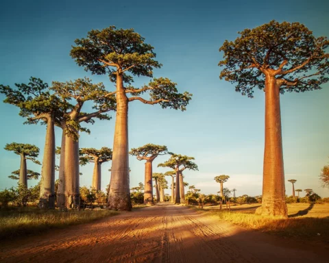 Baobab trees along the rural road at sunny day in Madagascar