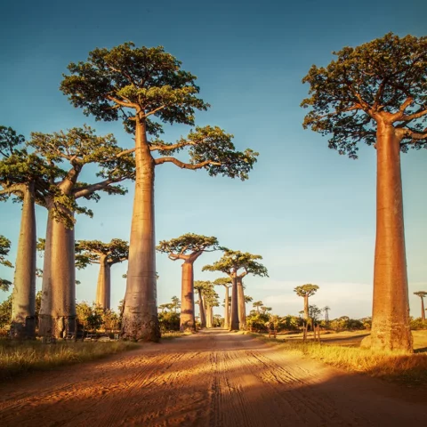 Baobab trees along the rural road at sunny day in Madagascar