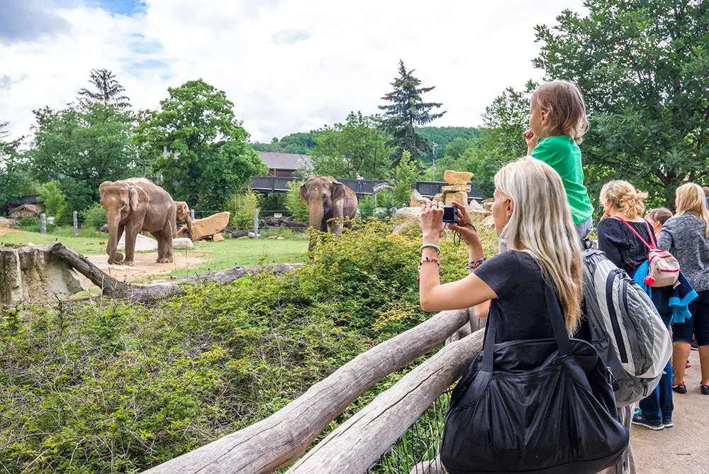 prague zoo - elephants in the paddock
