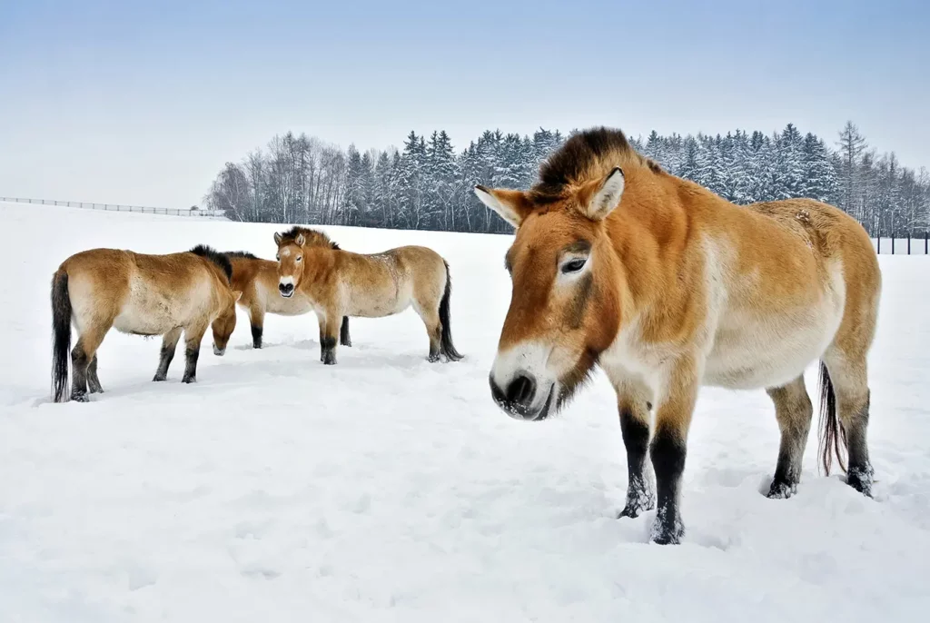 prague zoo - przewalski's horses in winter in the paddock