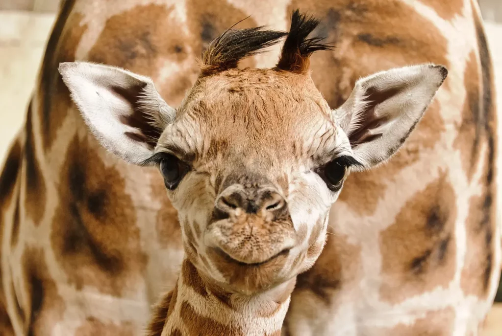 prague zoo -close-up on a giraffe