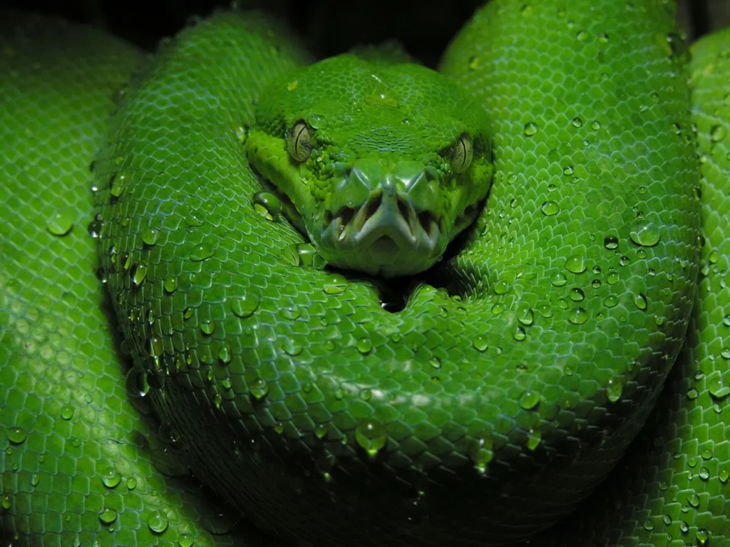 prague zoo -green python