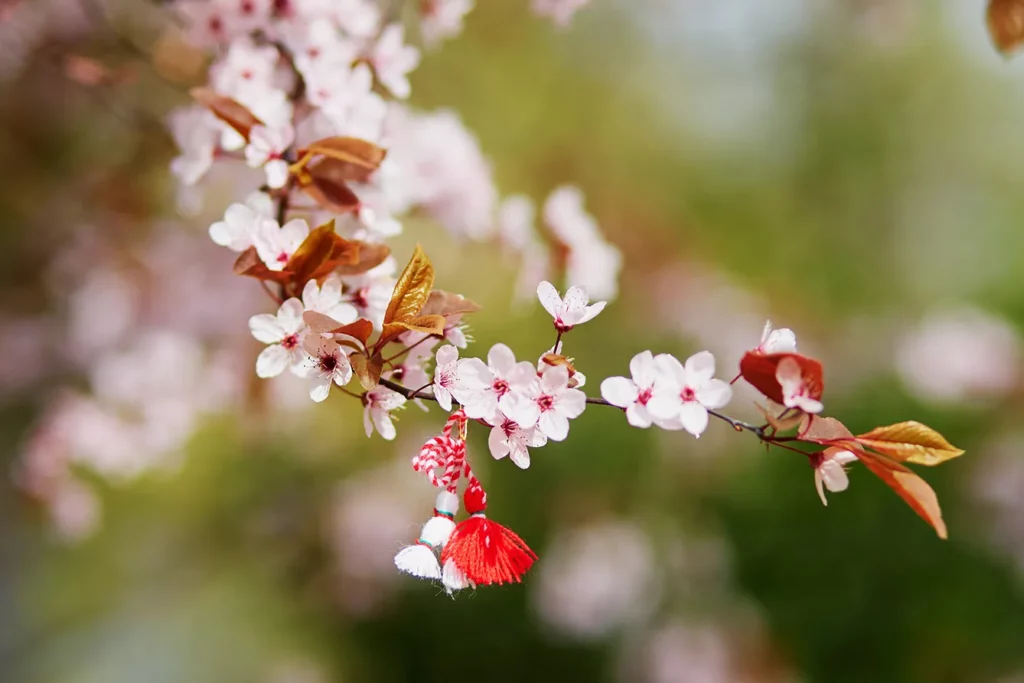Branch of blossoming cherry tree with red and white martisor - traditional symbol of the first spring day